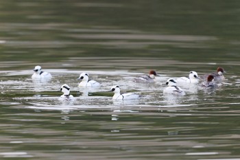 Smew 大阪府 Sat, 2/10/2024