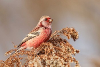 Siberian Long-tailed Rosefinch 麻機遊水地 Sat, 2/10/2024