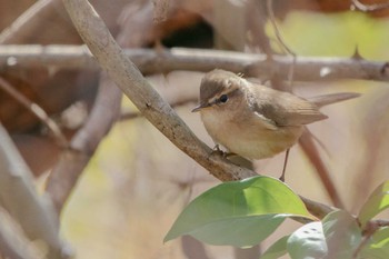 Dusky Warbler 静岡県 Sat, 2/10/2024