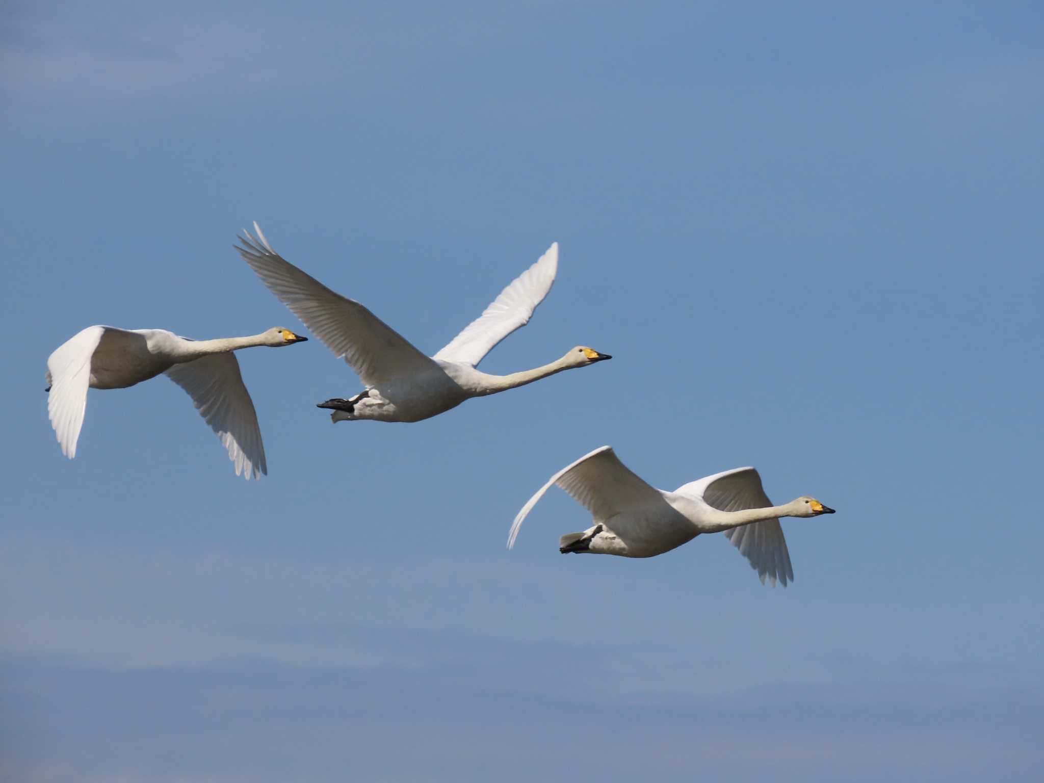 Whooper Swan