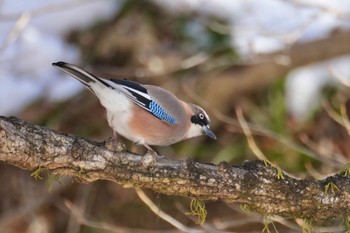 Eurasian Jay 四万温泉(四万川) Sat, 2/10/2024