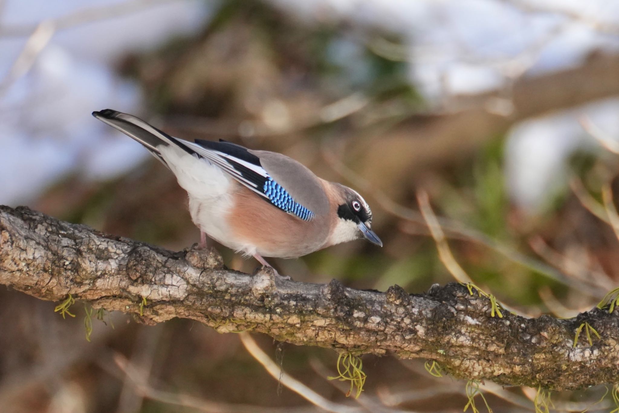 Eurasian Jay