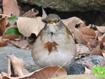 2024年2月10日(土) 京都御苑の野鳥観察記録