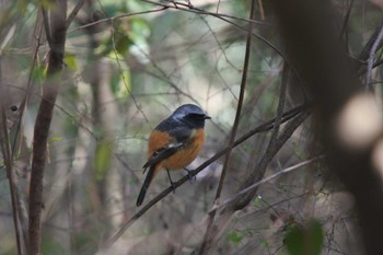 Daurian Redstart 大阪府堺市 Sat, 2/10/2024