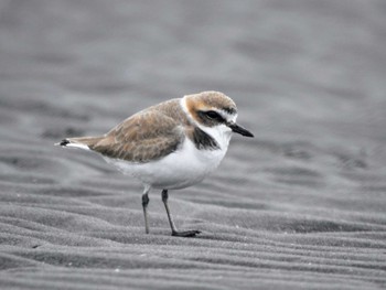 シロチドリ ふなばし三番瀬海浜公園 2024年1月28日(日)