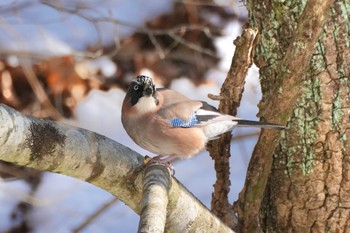 Eurasian Jay 四万温泉(四万川) Sat, 2/10/2024