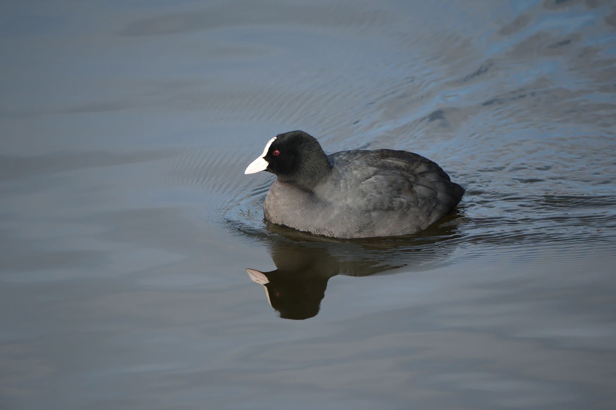 Photo of Eurasian Coot at 門池公園(沼津市) by ポン介