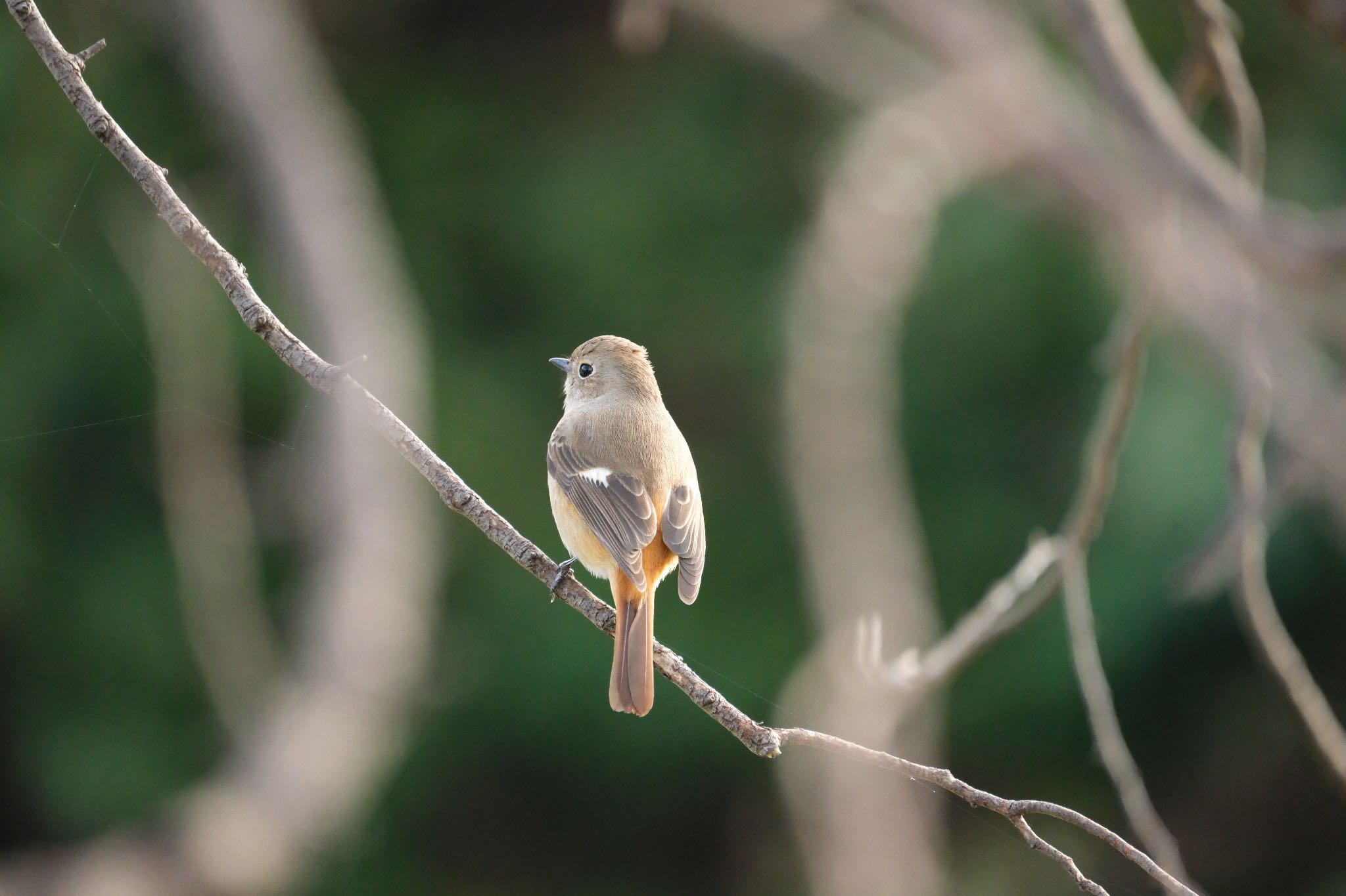 Daurian Redstart