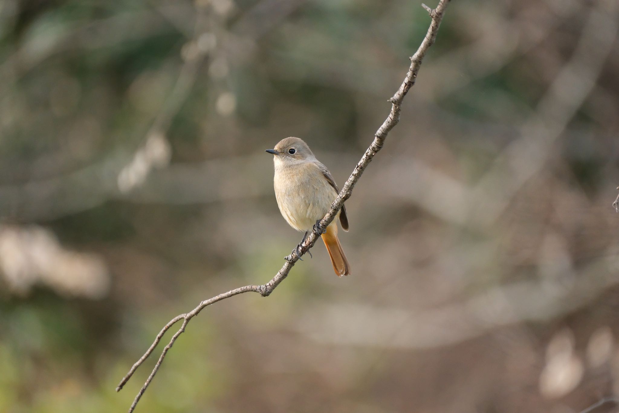 Photo of Daurian Redstart at 門池公園(沼津市) by ポン介