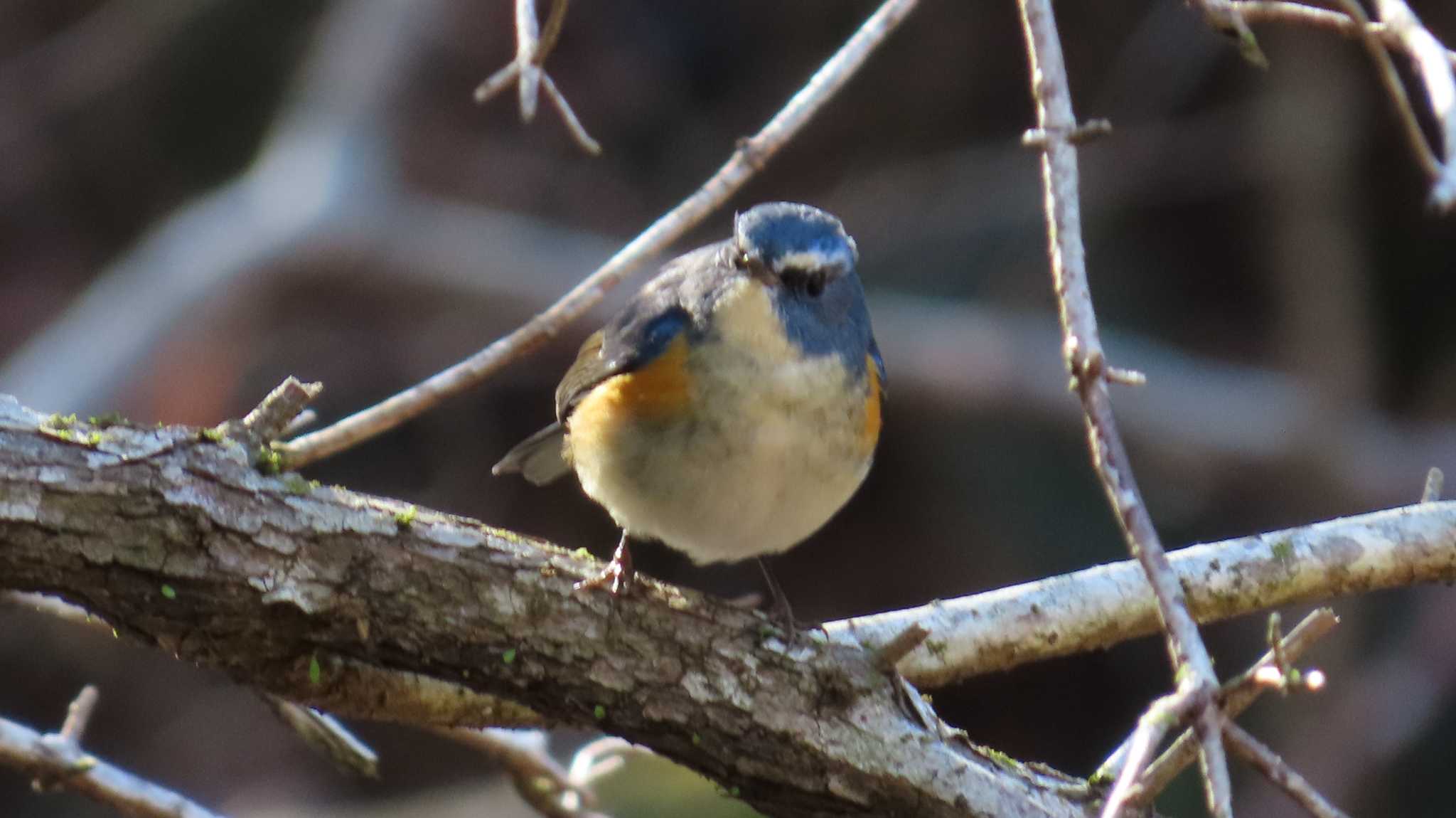 Red-flanked Bluetail