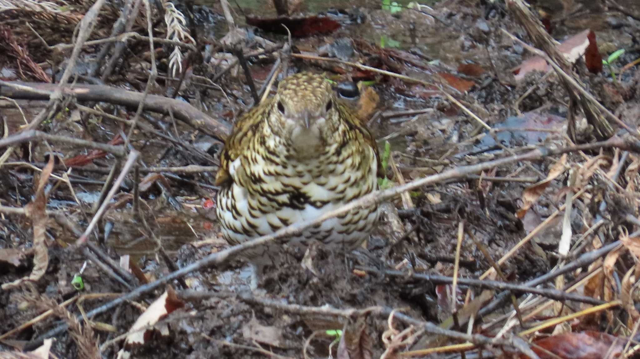 White's Thrush