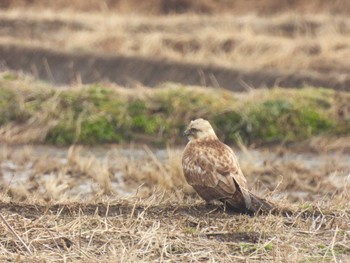 Eastern Buzzard 千葉県 Sat, 2/10/2024