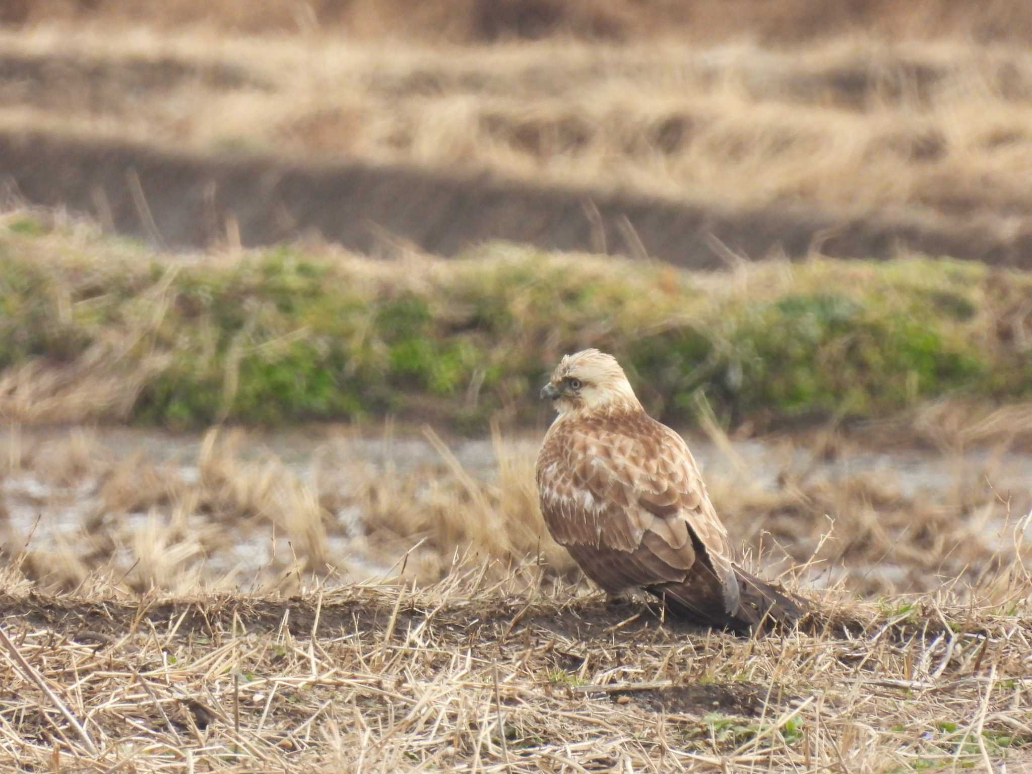 Eastern Buzzard