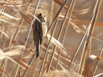 Common Reed Bunting 千葉県 Sat, 2/10/2024