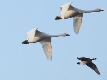 Cackling Goose 千葉県 Sat, 2/10/2024