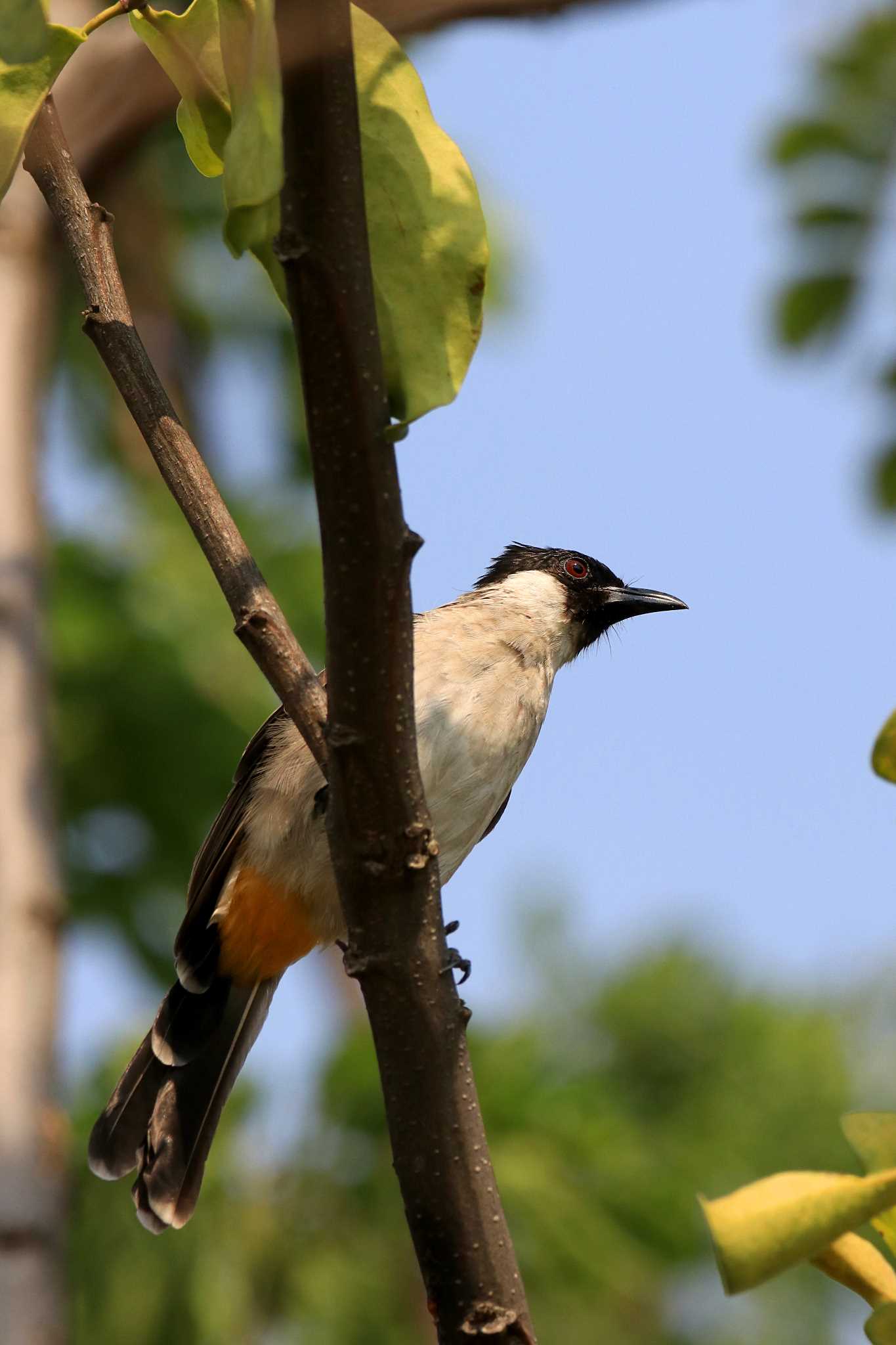 Photo of Sooty-headed Bulbul at Alam Angke Kapuk Nature Park (Indonesia) by とみやん