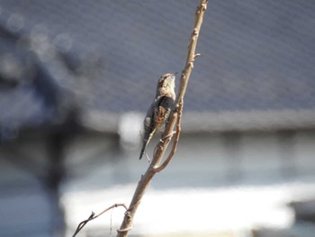 2024年2月10日(土) 境川遊水地公園の野鳥観察記録