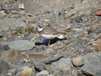 Long-billed Plover 境川遊水地公園 Sat, 2/10/2024