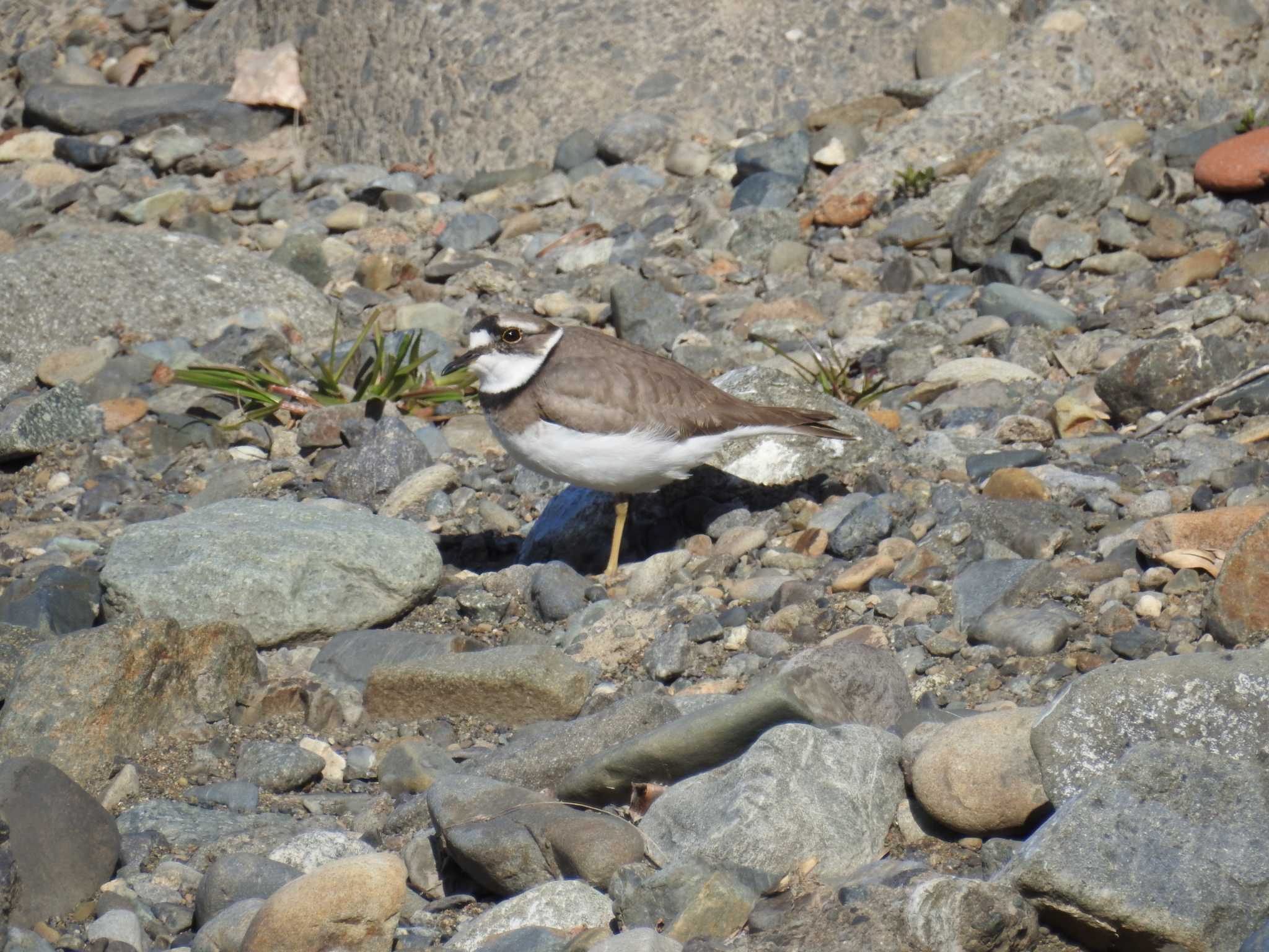 Photo of Long-billed Plover at 境川遊水地公園 by Kozakuraband