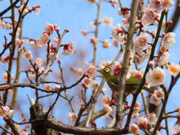 Sat, 2/10/2024 Birding report at Osaka castle park