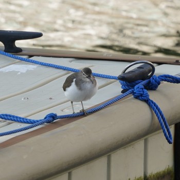 Common Sandpiper Minatomirai Wed, 11/21/2018