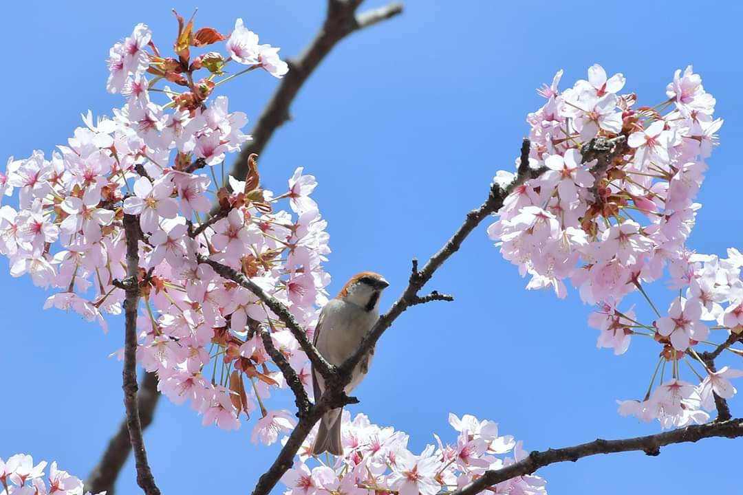 北海道 ニュウナイスズメの写真 by Markee Norman