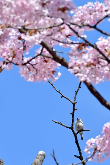 ニュウナイスズメ 北海道 撮影日未設定