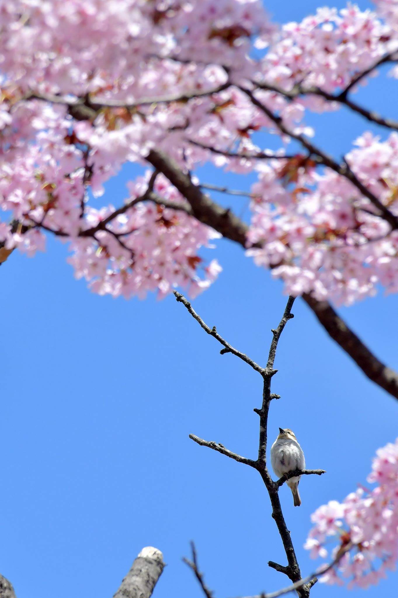 Photo of Russet Sparrow at 北海道 by Markee Norman