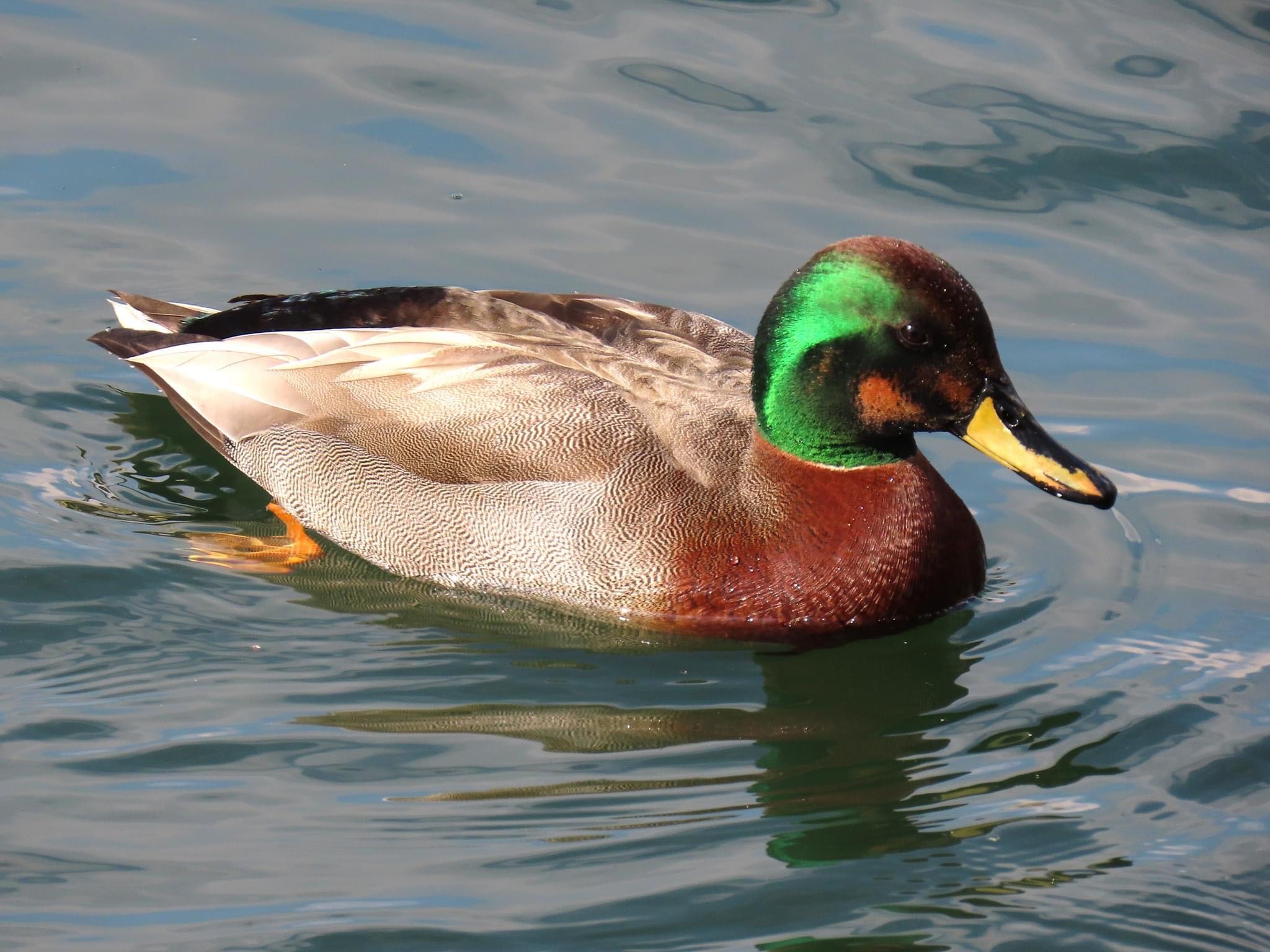 Photo of Domestic duck at Osaka castle park by えりにゃん店長