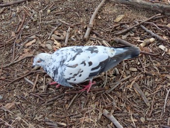 Rock Dove Osaka castle park Sat, 2/10/2024