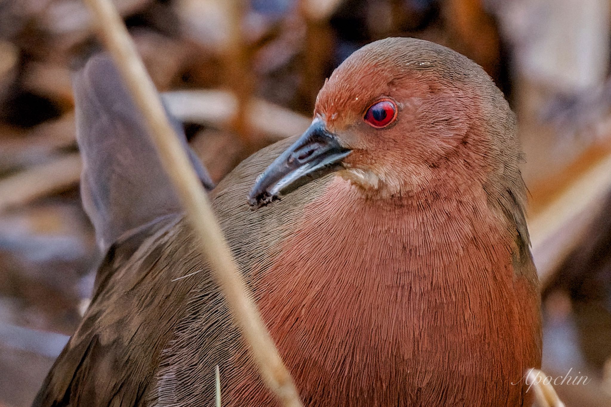 Ruddy-breasted Crake