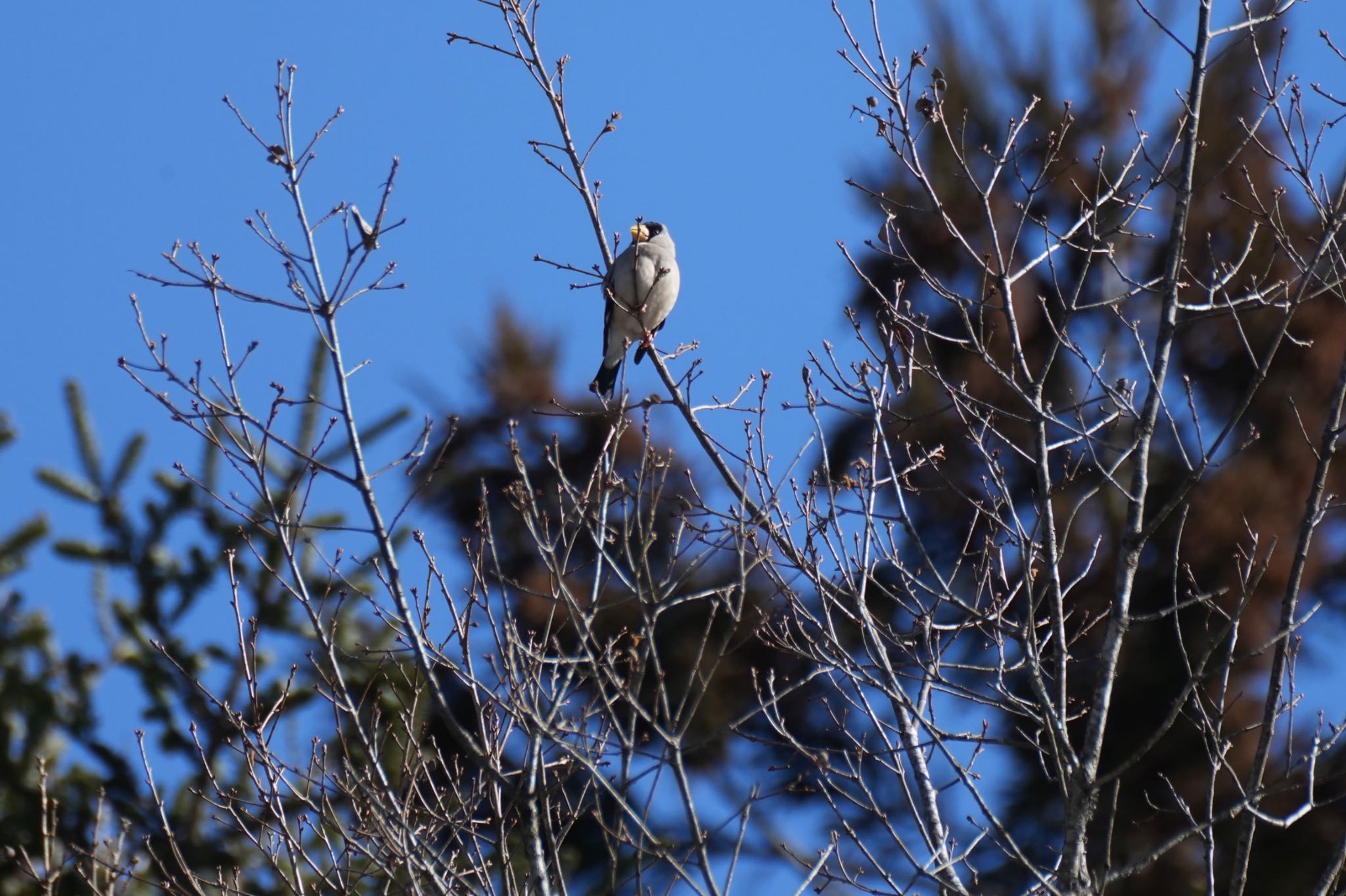 Japanese Grosbeak