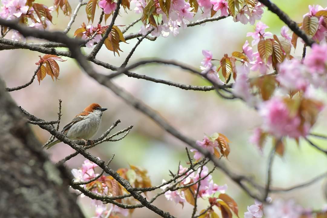 Photo of Russet Sparrow at 北海道 by Markee Norman