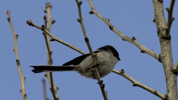 Long-tailed Tit 浅川 Sat, 2/10/2024