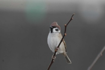 Eurasian Tree Sparrow 浅川 Sat, 2/10/2024