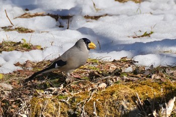 Japanese Grosbeak 四万温泉(四万川) Sat, 2/10/2024