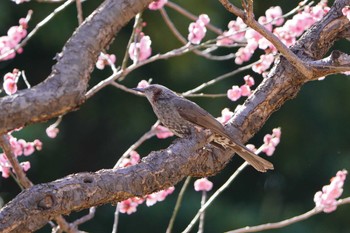 ヒヨドリ 根岸森林公園(横浜市) 2024年2月10日(土)