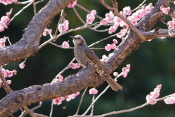 ヒヨドリ 根岸森林公園(横浜市) 2024年2月10日(土)