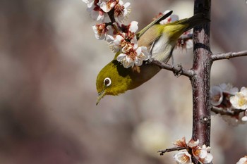 Warbling White-eye 根岸森林公園(横浜市) Sat, 2/10/2024