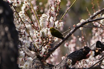 Warbling White-eye 根岸森林公園(横浜市) Sat, 2/10/2024