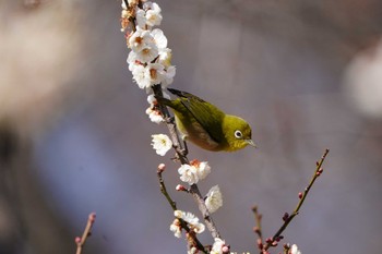 Warbling White-eye 根岸森林公園(横浜市) Sat, 2/10/2024