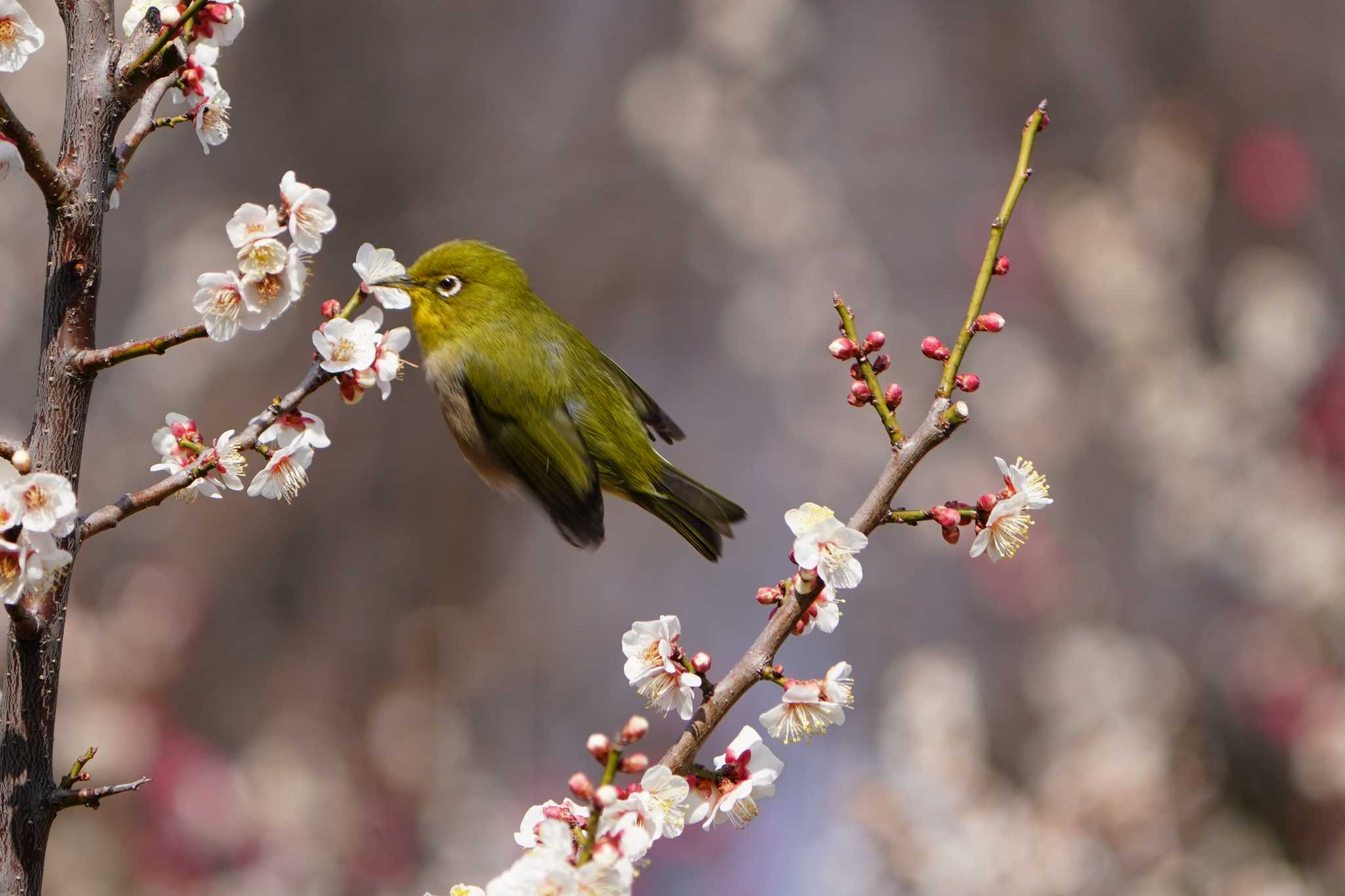 Photo of Warbling White-eye at 根岸森林公園(横浜市) by tacya2