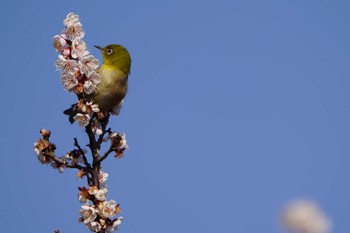 Warbling White-eye 根岸森林公園(横浜市) Sat, 2/10/2024