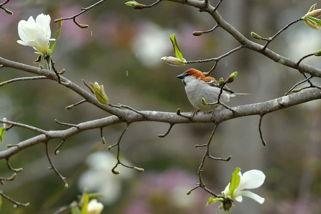 北海道 ニュウナイスズメの写真 by Markee Norman