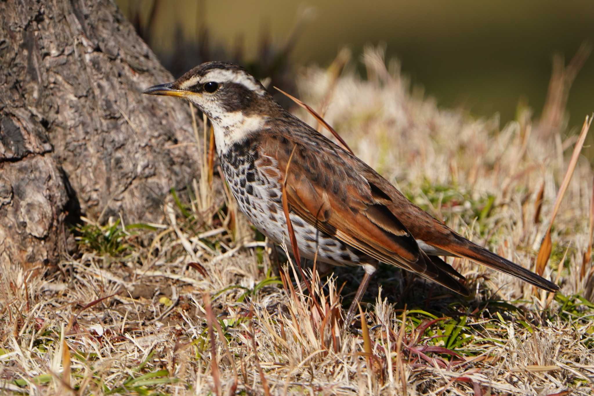 Photo of Dusky Thrush at 根岸森林公園(横浜市) by tacya2