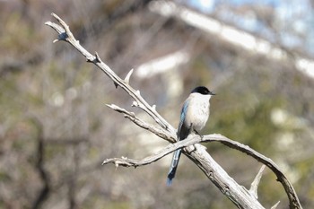 Azure-winged Magpie 善福寺公園 Sat, 2/10/2024