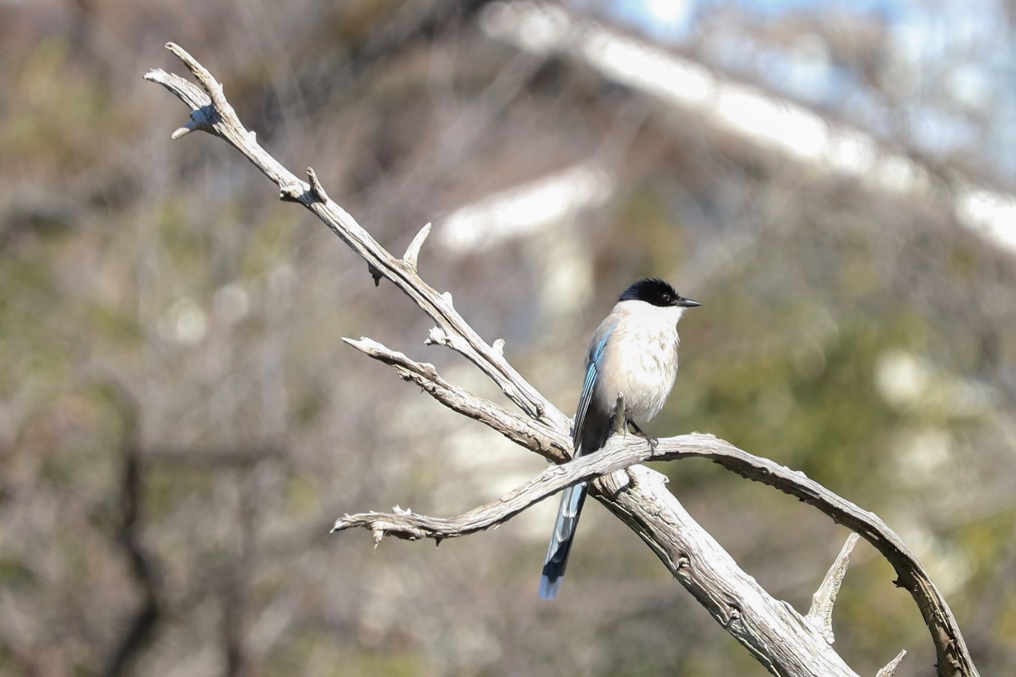 Photo of Azure-winged Magpie at 善福寺公園 by なご