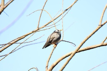 White-cheeked Starling 善福寺公園 Sat, 2/10/2024