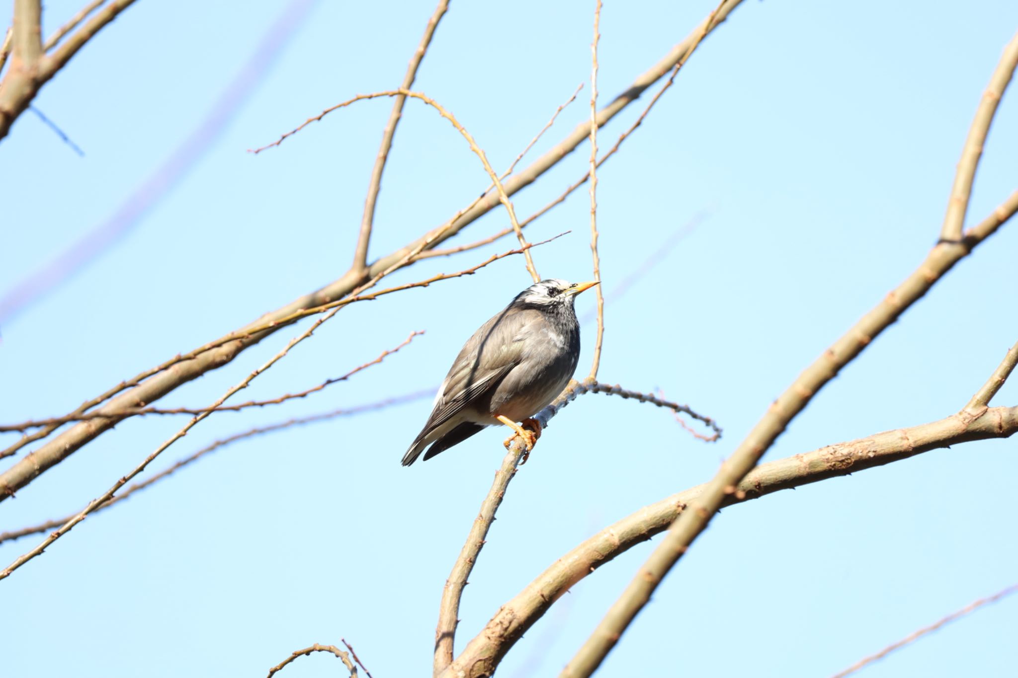 Photo of White-cheeked Starling at 善福寺公園 by なご