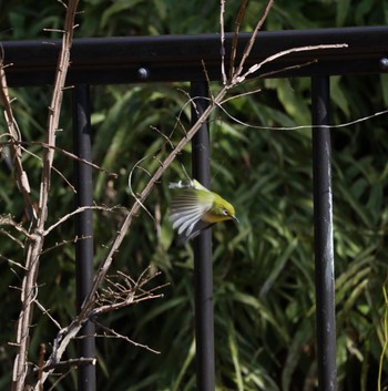 Warbling White-eye 善福寺公園 Sat, 2/10/2024